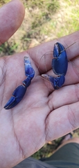 Cherax robustus
