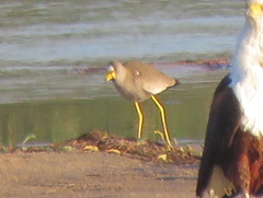 Vanellus senegallus lateralis