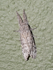 Calliteara fortunata