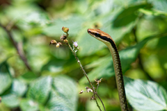 Dendrelaphis ngansonensis