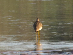 Vanellus senegallus lateralis