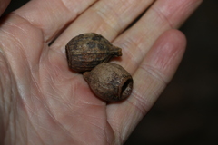 Eucalyptus planchoniana