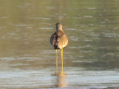Vanellus senegallus lateralis