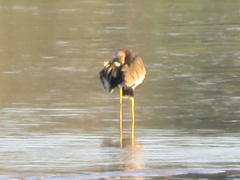 Vanellus senegallus lateralis