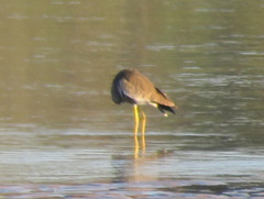 Vanellus senegallus lateralis