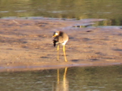 Vanellus senegallus lateralis