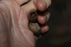 Eucalyptus planchoniana