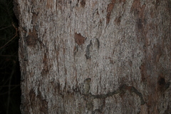 Eucalyptus planchoniana