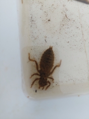 Cordulegaster boltonii