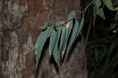 Eucalyptus planchoniana