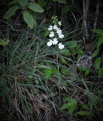 Habenaria suaveolens