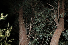 Eucalyptus planchoniana