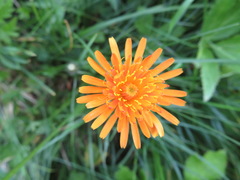 Crepis aurea
