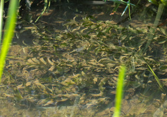 Potamogeton perfoliatus