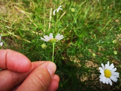 Tripleurospermum maritimum