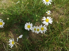 Tripleurospermum maritimum