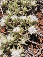 Helichrysum cerastioides