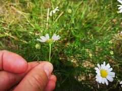 Tripleurospermum maritimum
