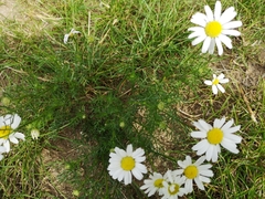 Tripleurospermum maritimum