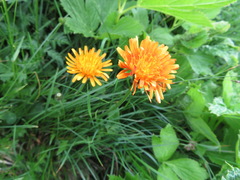 Crepis aurea