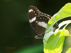 Hypolimnas bolina bolina