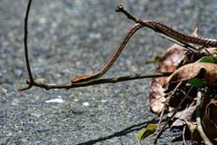Dendrelaphis ngansonensis