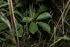 Handroanthus chrysotrichus