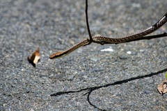 Dendrelaphis ngansonensis