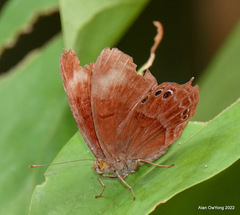 Abisara saturata