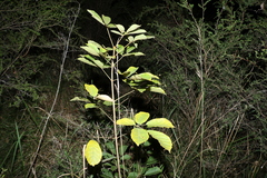 Handroanthus chrysotrichus