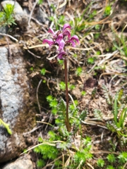Pedicularis ornithorhynchos