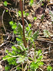 Pedicularis ornithorhynchos