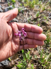 Pedicularis ornithorhynchos