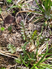 Pedicularis ornithorhynchos