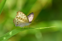 Junonia atlites atlites