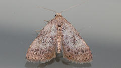 Tolpiodes oligolasia