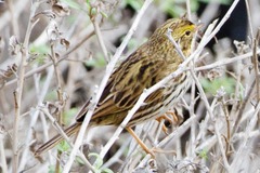 Passerculus sandwichensis beldingi