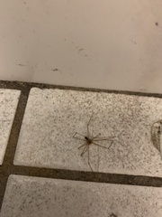 Pholcus phalangioides