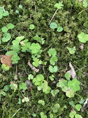 Oxalis acetosella