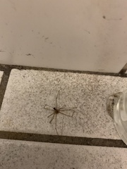 Pholcus phalangioides