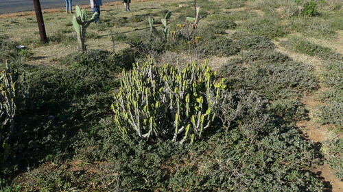 Image of Euphorbia pseudocactus by no rights reserved