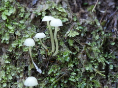 Roridomyces austrororidus