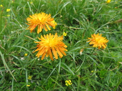 Crepis aurea