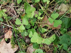 Oxalis acetosella