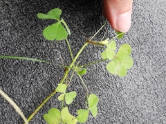 Oxalis acetosella