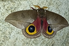 Automeris zugana