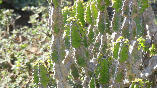 Euphorbia pseudocactus, photograph 3
