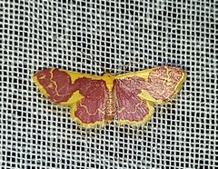 Lophosis labeculata