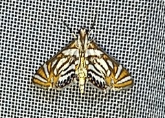 Chrysendeton cumalis