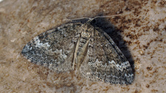 Perizoma hydrata
